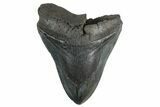 Bargain, Fossil Megalodon Tooth - South Carolina #352211-1